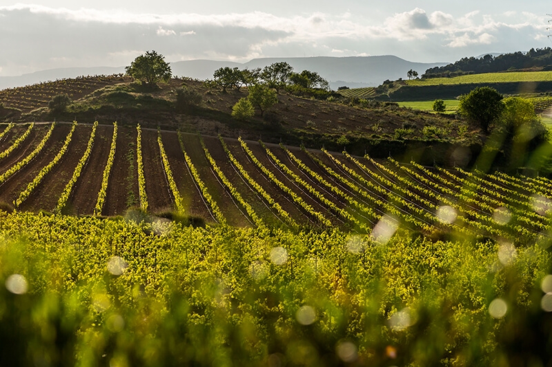 Bodega Gramona