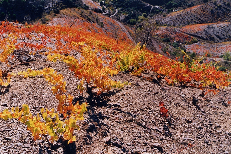 Bodega Vall Llach